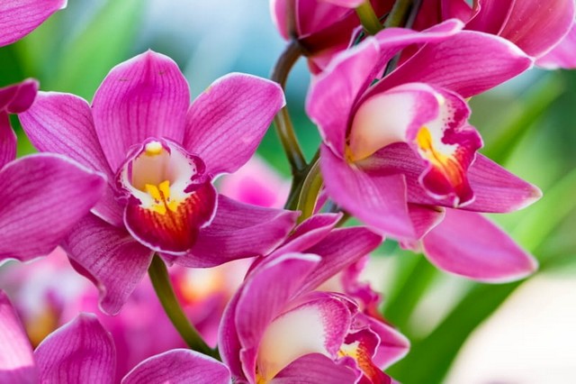 Орхідеї - догляд й вирощування