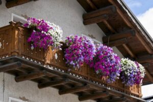 Кращі квіти для балкона