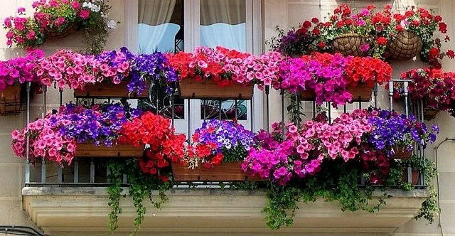 Багаторічні квіти для балкону