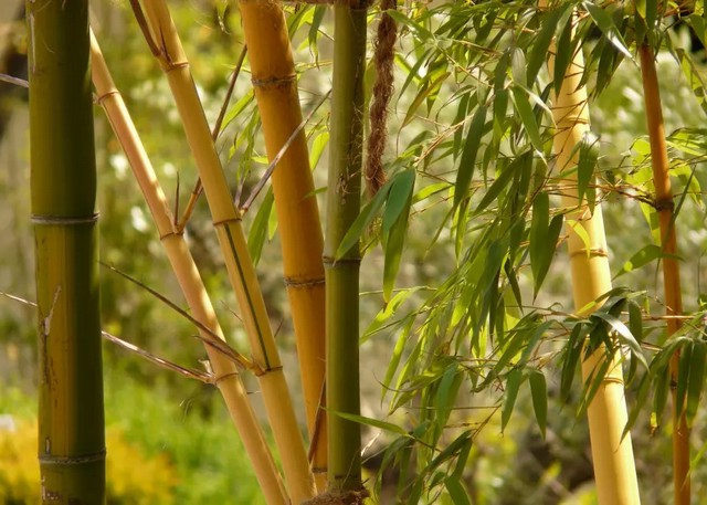 Бамбук - вирощування в саду