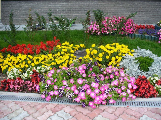 Садові квіти однорічні