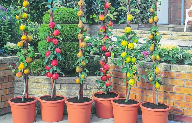 Обрізка колоновидних фруктових дерев