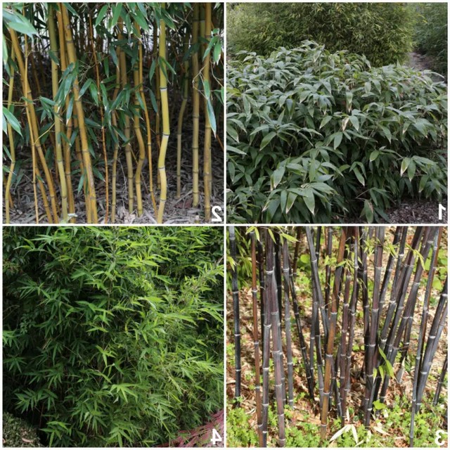 Бамбук - вирощування в саду