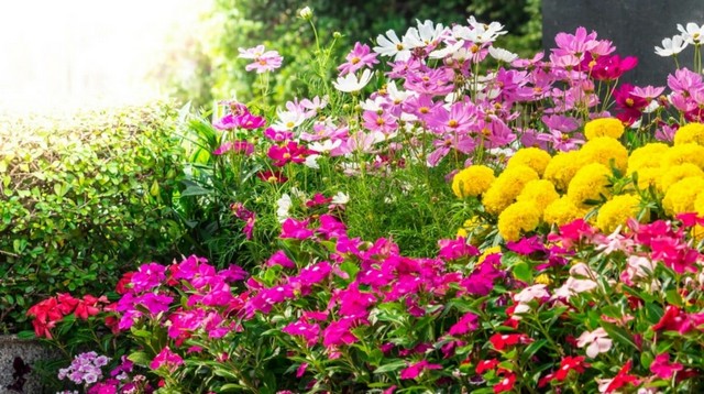 Каталог багаторічних садових квітів