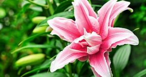 Квітка лілії