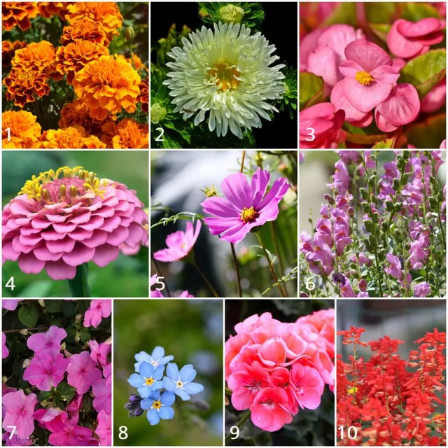 Квіти садові фото
