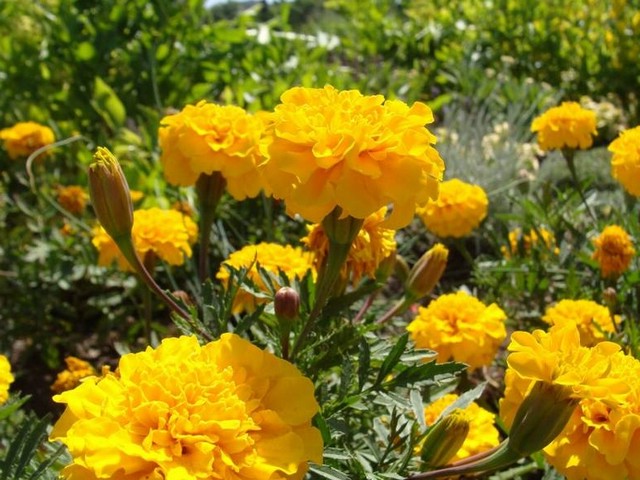 Жовті садові квіти