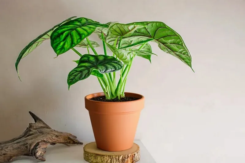Алоказія Драгон Скейл (Alocasia Dragon Scale)