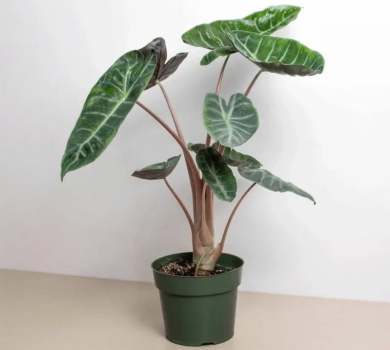 Алоказія Пінк Драгон (Alocasia Pink Dragon)