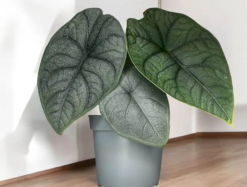Алоказія Мело (Alocasia melo)