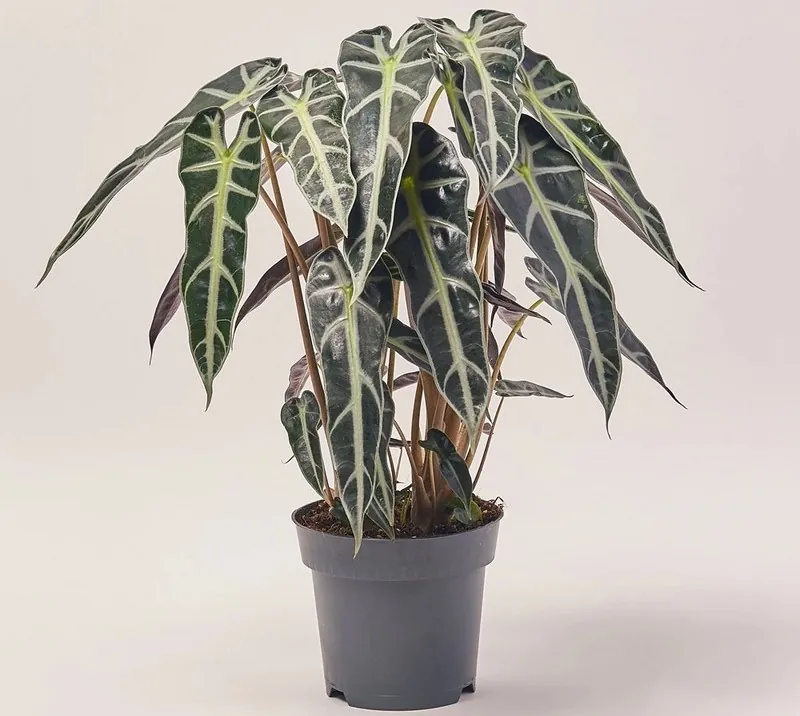 Алоказія Бамбіно (Alocasia Bambino / Bambino Arrow)