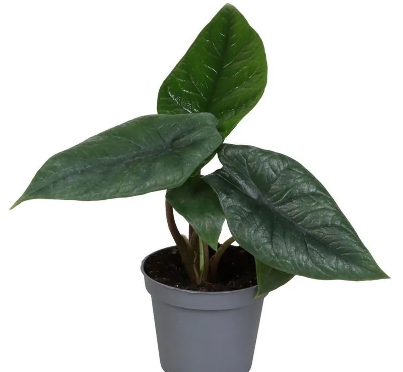 Алоказія Скальпрум / Саріан (Alocasia 'Sarian', також продають під назвою Scalprum)