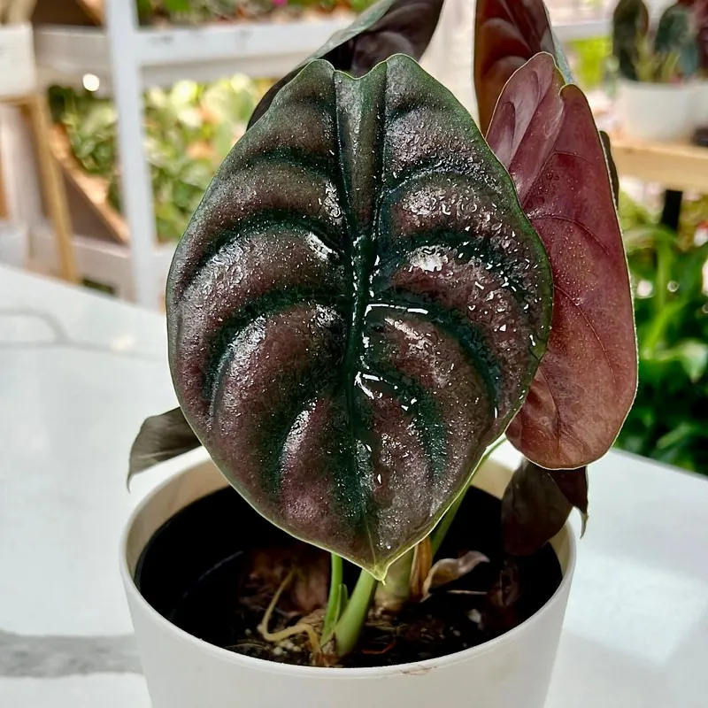Алоказія Ред Сікрет (Alocasia 'Red Secret')