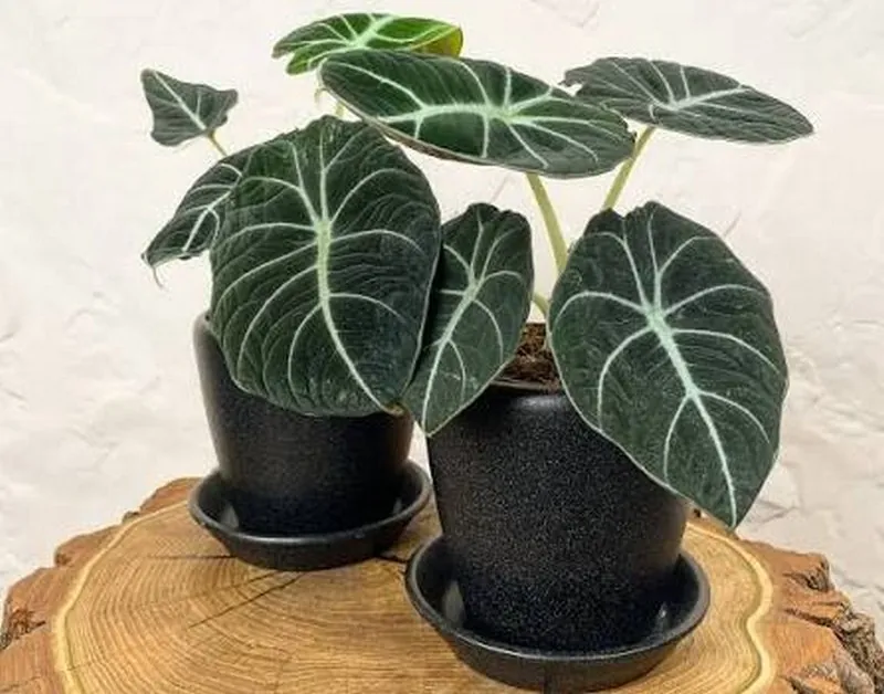 Алоказія Блек Вельвет (Alocasia reginula 'Black Velvet')