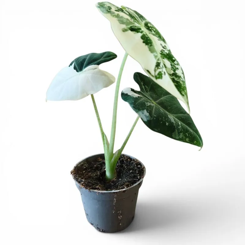 Алоказія Фрайдек (Alocasia 'Frydek', часто плутають з reginula)