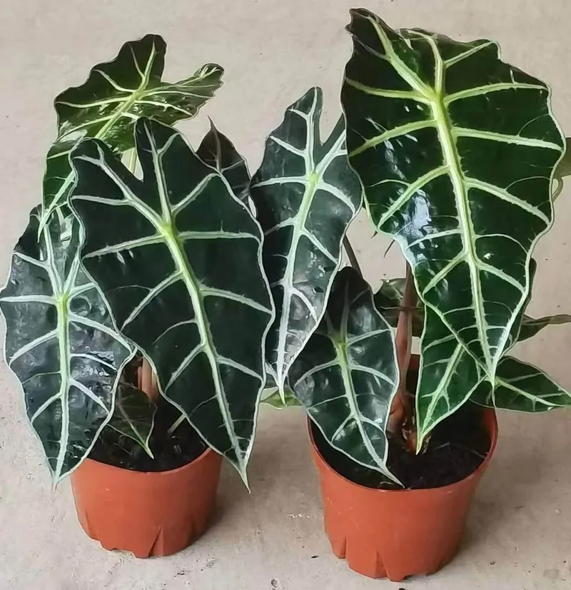 Алоказія Поллі (Alocasia Polly)