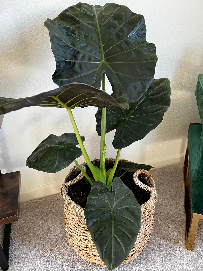 Алоказія Венті (Alocasia wentii)