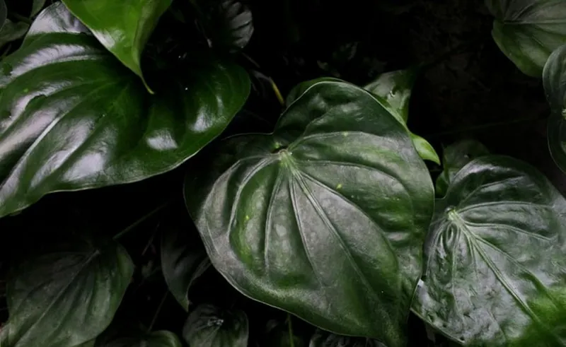 Алоказія Кукулата (Alocasia cucullata), "Будда"