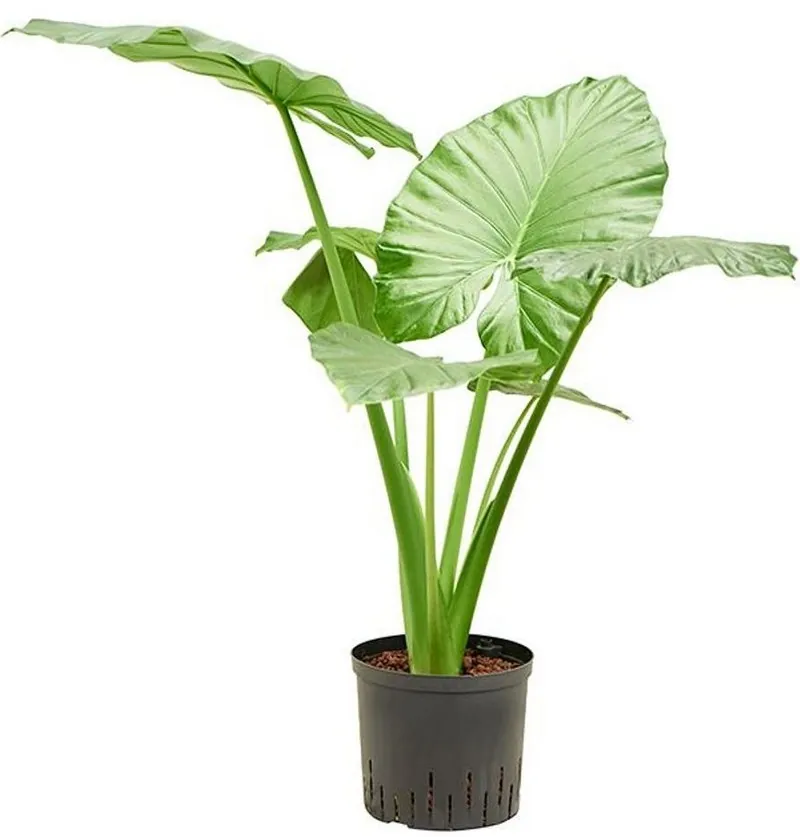 Алоказія гігантська (Alocasia macrorrhiza / macrorrhizos)