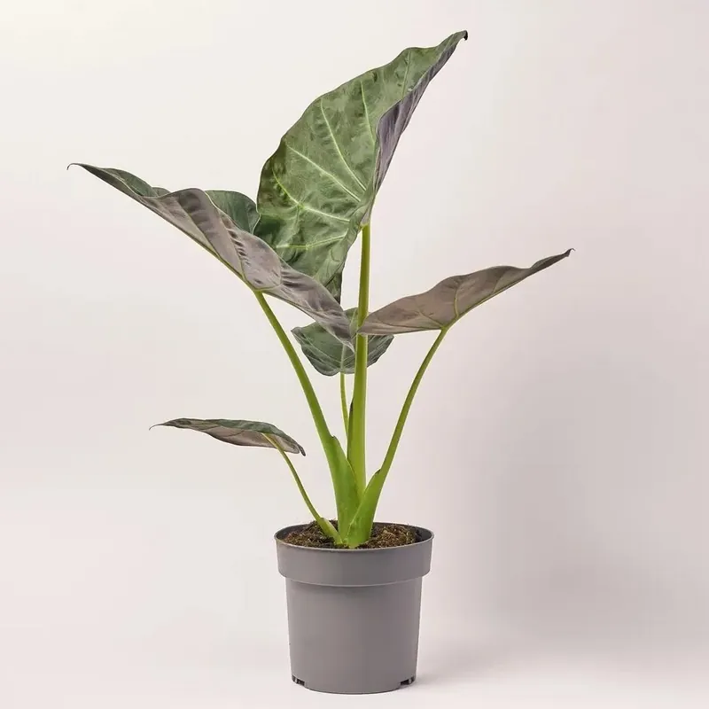 Алоказія Регал Шилдс (Alocasia 'Regal Shields')
