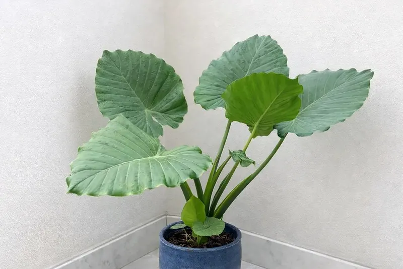 Алоказія пахуча (Alocasia odora)