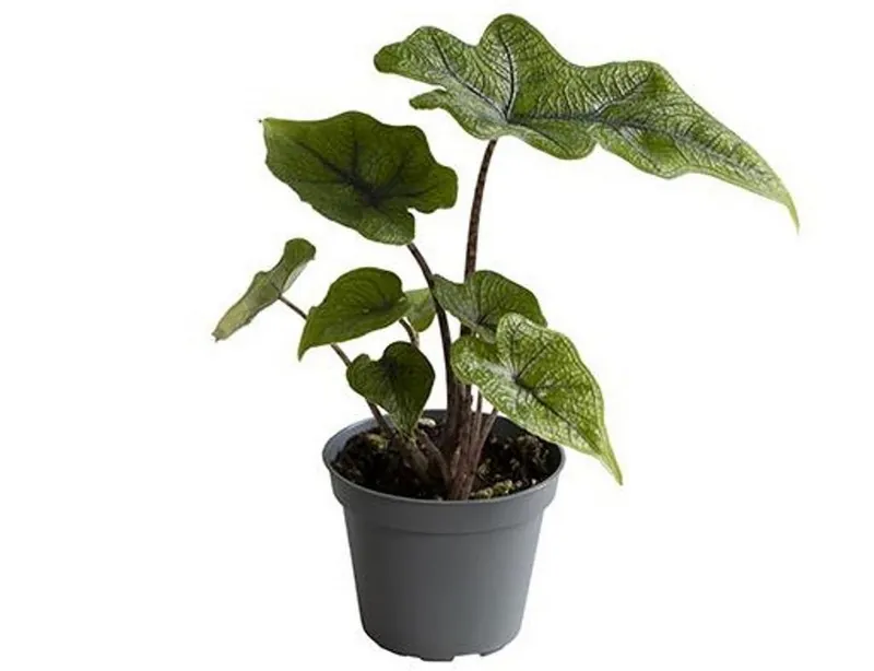 Алоказія Джекліна (Alocasia jacklyn syn. 'Purple Cloak')